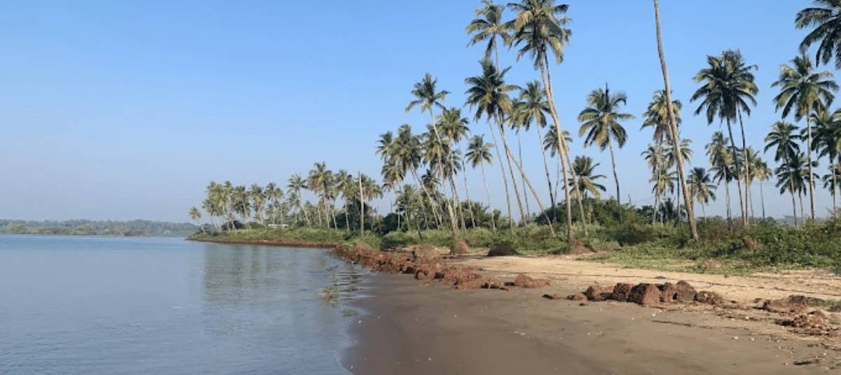 Uddo Beach Palm Trees