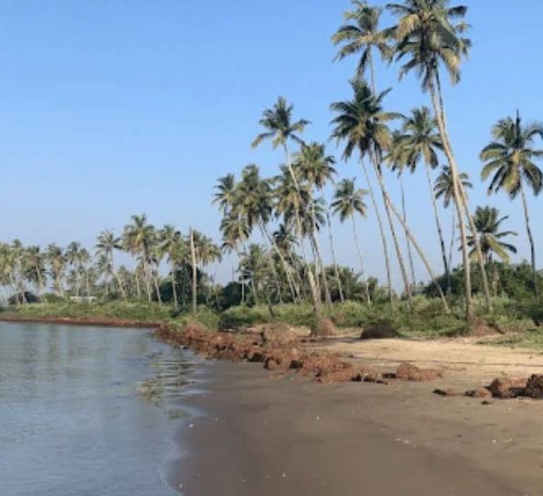 Uddo Beach Palm Trees
